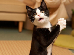 Волгодонск отметит День кошек конкурсом-выставкой в парке Победы