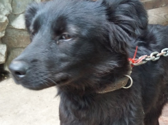 В Волгодонске черный пес потерял своих хозяев в районе парка Победы