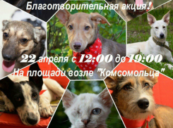 Зоозащитники заявили о подготовке масштабной шоу-акции в Волгодонске     