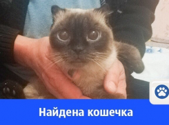 Найдена кошка в Волгодонске 