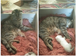 Рожденному на дереве в Волгодонске котёнку нашли новую маму