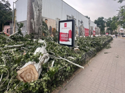 Здоровые тополя вырубили в угоду застройщику: ответ на публикацию «Блокнота»