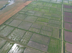 В районе хутора Рябичев комбайны убирают рис 