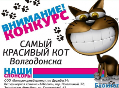 «Блокнот» дает старт голосованию «Самый красивый кот Волгодонска»