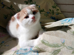 Котенка-метиса выбросили на теплотрассе в Волгодонске