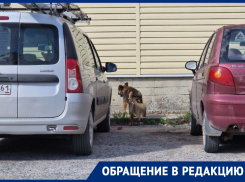 После кормления «зоозащитниками» бездомная собака сразу атаковала «беззащитного» дедушку 