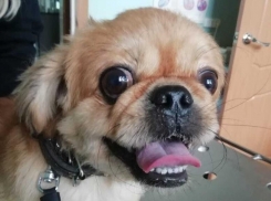 В Волгодонске началась бесплатная вакцинация кошек и собак от бешенства