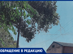 «Ветки идут уже на провода»: первостроитель Волгодонска пожаловался на аварийное дерево возле стадиона «Труд» 
