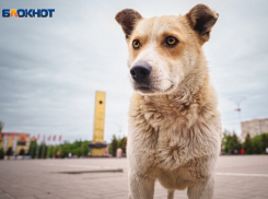 В районе площади Победы «проредили» стаю агрессивных собак