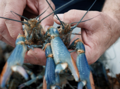 Деликатесные пресноводные лобстеры заселили пруды Волгодонского района
