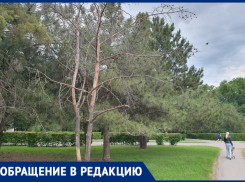 «Сухие деревья в парке Победы навевают грусть»: волгодончанка 