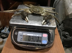 В Цимлянском водохранилище встречаются крабы-голландцы и мохнатые крабы-китайцы