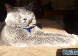 Принц – 82-й участник конкурса «Самый красивый кот Волгодонска»