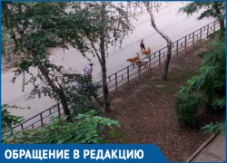 Стая бродячих собак держит в страхе жителей улицы на Пионерской
