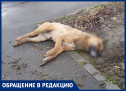 В садоводстве «Донской сад» неизвестные потравили домашних собак