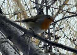 Похожи на снегирей, любят людей и красиво поют: малиновые зарянки прилетели на «Поплавок»