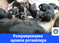 В Волгодонске предлагаются к резервированию щенки ротвейлера
