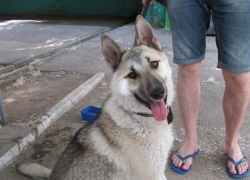 «Внимание. Найдена собака»