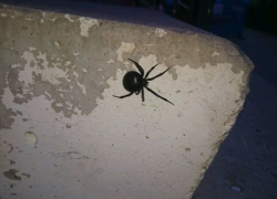 В Волгодонске найдены четыре паука каракурта