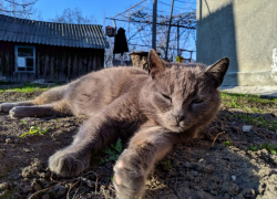 В Цимлянском районе сняли карантин, введенный из-за бешенства