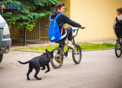На отлов бездомных собак в Волгодонске дополнительно выделили более одного миллиона рублей