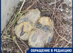 «На балконе вылупились птенцы голубей»: горожанка просит совета, как отвадить пернатых 