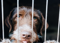 Проблему бездомных собак в Волгодонске пытаются решить фотовыставкой после спектакля «Стая»