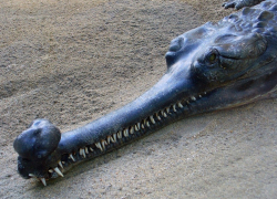 Строителей Ростовской АЭС зовут строить комбайны, загорать на  Средиземном море  и отбиваться от крокодилов в Ганге