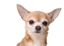 В Волгодонске пропала собака породы Чихуахуа