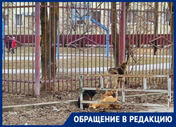 «Дети стоят со слезами на глазах от страха»: волгодонцы боятся расплодившихся в районе школы №8 собак