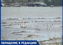 «На гербе города не хватает чайки»: волгодонец