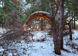 Зимняя сказка в Сосенках: фотограф Сергей Гибков раскрыл красоту соснового леса близ поселка