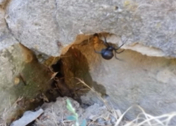 В популярном сквере в центре Волгодонска ученый-энтомолог обнаружил огромного каракурта