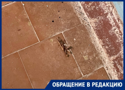 Полчища тараканов и вечные порывы в грязном доме на Кошевого: жители устали жить в антисанитарии