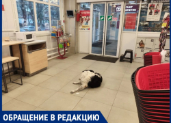 "Какую заразу она принесет?": горожанка возмущена разгуливающей собакой в продуктовом магазине