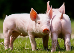 Волгодонску может угрожать чума свиней