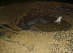 Волгодонец нырнул за раками и обнаружил труп мужчины (Фото 18+)