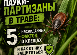 Пауки-партизаны в траве: 5 неожиданных фактов о клещах и как от них защититься