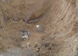 Труп хаски с отрубленной головой нашли на окраине Волгодонска