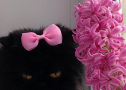 Бася - 72-я участница конкурса «Самый красивый кот Волгодонска»