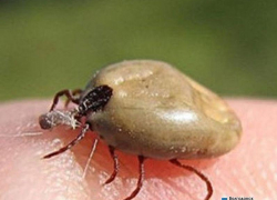 Житель Дубовского района заразился Крымской гемморрагической лихорадкой