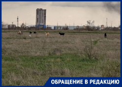 «Выжидают в траве и кидаются на людей»: стая бездомных собак держит в ужасе прохожих у набережной в Волгодонске  