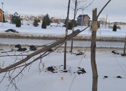 «Молодой мужчина с пилой, никого не боялся»: очевидцы об уничтожении кленовой аллеи на проспекте Мира 