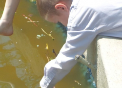 Волгодонцы жалуются на плачевное состояние парка «Юность»