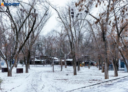 В Волгодонске запасли более миллиона рублей на превентивную обрезку деревьев вдоль дорог 