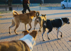 В ДСиГХ прокомментировали ситуацию с нападениями бродячих собак в СНТ «Машиностроителей» 