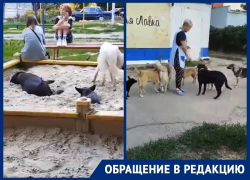 Прикормленные бездомные собаки «захватили» детскую площадку в старой части Волгодонска
