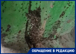 Особо злые мошки оккупировали жилой дом на улице 30 лет Победы