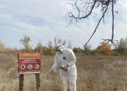 В Волгодонском и Цимлянском районах началась вакцинация диких животных от бешенства