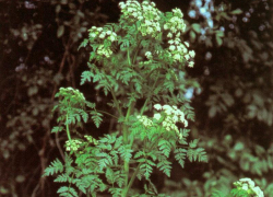Безжалостный «убийца Сократа» скоро расцветет в Волгодонске